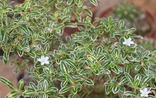 六月雪开花的奥秘（养护技巧、开花时间、品种选择）