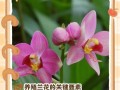 野生兰草的栽培与开花技巧（探索兰花开花的奥秘，分享野生兰草的独特之美）