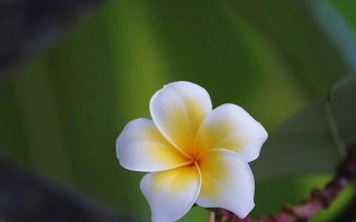 新生的花语（以花为媒，祝愿新生）