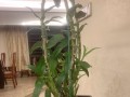 如何处理兰花谢后的护理问题（兰花谢后的关键护理方法和注意事项）