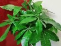 室内发财树过冬指南（以发财树在屋里怎么过冬为主题的全面指南）