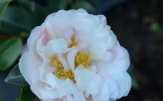 山茶花喜欢阳光吗？（探寻山茶花的生长习性）