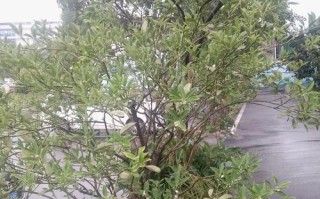 金桔叶子耷拉着，如何处理？（抢救措施与预防方法）
