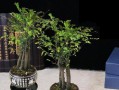 小叶紫檀盆栽的种植方法（从选材到养护，让你的小叶紫檀更健康）