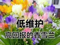 香雪兰花期过后的养护指南（让你的香雪兰长得更美丽！）
