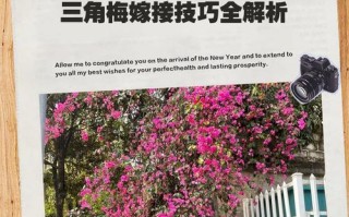 月季和刺梅的嫁接技术探究（传统嫁接与现代技术的对比分析）