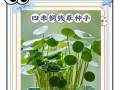 养铜钱草水变绿的防治方法（保持水质清澈，让铜钱草更美丽）
