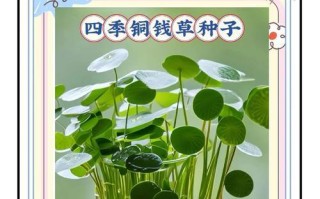 养铜钱草水变绿的防治方法（保持水质清澈，让铜钱草更美丽）