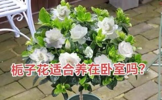 栀子花树的栽培和养护技巧（打造浪漫花园的秘诀，栀子花树成为焦点）