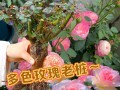 夏季盆栽玫瑰花养护指南（如何正确护理你的盆栽玫瑰花，让它在夏天绽放美丽）