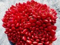 红宝石多肉为何不红？（探索红宝石多肉叶片不红的原因与解决方法）