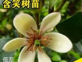 探究含笑叶黄的移栽技巧与注意事项（如何成功移栽含笑叶黄并保持其健康生长）