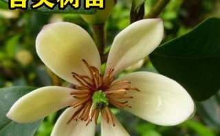 探究含笑叶黄的移栽技巧与注意事项（如何成功移栽含笑叶黄并保持其健康生长）