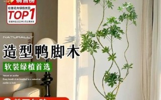 鹅掌柴的繁殖方法和注意事项（打造绿色家园从繁殖鹅掌柴开始）