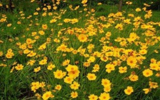 菊花如何种植？探究菊花的生态适应性与栽培技巧，助您打造花园美景