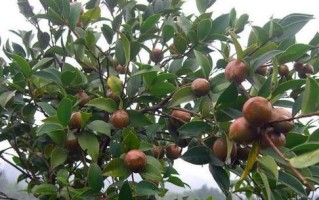 油茶树的生长环境条件及特点（适应性强，耐旱耐寒，产油量高）