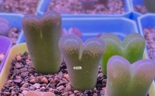 夏季生石花的养护指南（如何让生石花在酷热的夏季健康茁壮成长？）