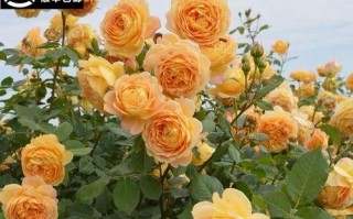 四季蔷薇开花周期解析（四季蔷薇是四季开花吗？解读四季蔷薇的开花规律）