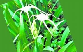 水鬼蕉花香的毒性探析（了解这种热门盆栽的毒性与防范措施）