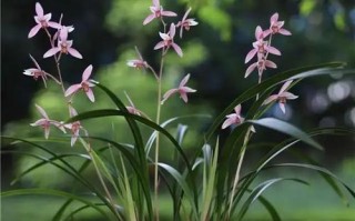 探秘优秀兰花的品种和特点（解析兰花的分类及特征，揭秘高品质兰花的奥秘）