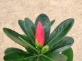 四季杜鹃花开过后的处理方法（保养技巧和适当修剪，延续杜鹃花美丽之旅）