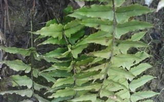 肾蕨——一种常见被子植物（认识肾蕨，了解它的生态与用途）