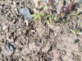 红叶石楠——一种美丽的木本植物（了解红叶石楠的特点、生态和园林应用）