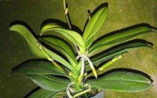 蝴蝶兰适合在室内养吗？（探究蝴蝶兰在室内的种植条件和注意事项）