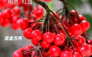如何养护黄金万两，让它茂盛生长？（15个实用技巧，让你成为黄金万两的护理高手！）