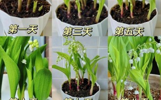 吊兰的种植与养护（时间、方法、关键点，让你成为吊兰专家！）