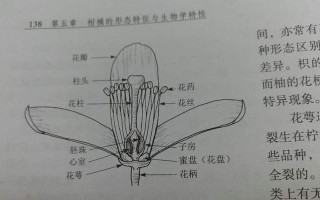 揭秘“完全花”之谜（从植物学角度探究桂花是完全花的真相，解读植物性别与花器官结构）