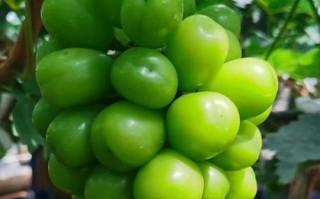家里种葡萄，让生活更有趣（从风水角度看家里种葡萄的好处与注意事项）