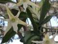 兰花品种的分类与特点（探索兰花多样性，了解品种特征）
