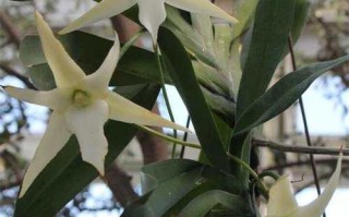 兰花品种的分类与特点（探索兰花多样性，了解品种特征）