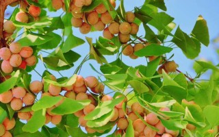 白果季节来临，知识你了解多少？（白果的种类和生长环境）