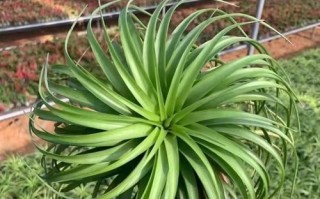 菠萝水培如何移植到土壤中生长？（通过正确的移植方法实现菠萝水培成功转土）