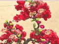 四季海棠盆栽的养护指南（打造美丽花园的必备之选）