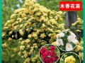 以木香怎么促花？（木香花开的秘密与方法）