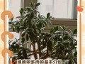 冬季玻璃海棠的养殖技巧（让你的玻璃海棠在寒冷的冬季中绽放美丽的花朵）