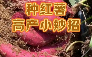 山芋种植时间和方法（从选种到收获，一篇全面的山芋种植指南）