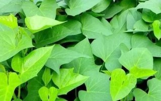 认识红薯——这个生活中不可或缺的神奇植物（从起源到种植，从营养到健康，揭开红薯的所有秘密）