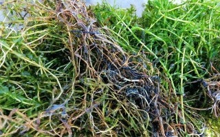 黄丝草——一种常见野草的全面解析（探秘黄丝草的分类、特点、生态习性和药用价值）