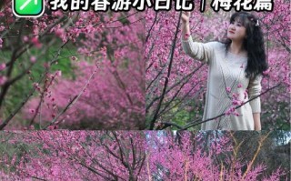 红梅花的盛放时节（探秘红梅花的花期和魅力）
