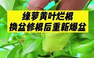 绿萝根部发黑烂的救治方法（如何有效防治绿萝根部发黑烂？根部黑烂）