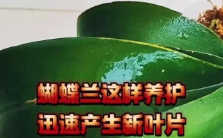 蝴蝶兰叶片发软的原因及处理方法（解决蝴蝶兰叶片发软问题的关键措施及技巧）