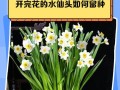 水仙烂根的原因及处理方法（水仙花烂根的危害和预防措施）
