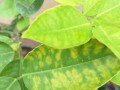 球兰夏天黄叶落叶之谜（揭秘球兰叶片变黄的原因及应对方法）