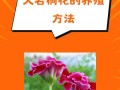 如何处理大岩桐烂根问题（有效措施保护大岩桐的生存）
