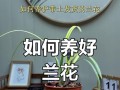 打造美丽花坛，掌握卉兰花的养护要点（学习养护技巧，让卉兰花绽放芬芳）