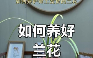 打造美丽花坛，掌握卉兰花的养护要点（学习养护技巧，让卉兰花绽放芬芳）